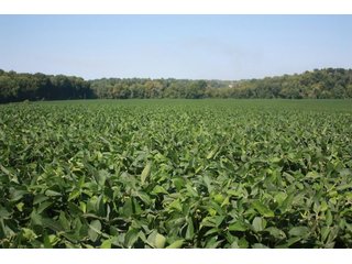 130 Acres.  110 Very productive tillable acres in one field. 
 
 - 130 Acres with 110 Acres Very Productive Land